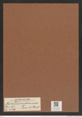 Auliscus samaruensis Grove et Sturt. (de-Toni-Nr.: Genus 171, Species 4369) Zeichnungen Sammlung Grunow Mappe 04323 (Herbarium_W_Grunow_drawings_Folder_04323)
